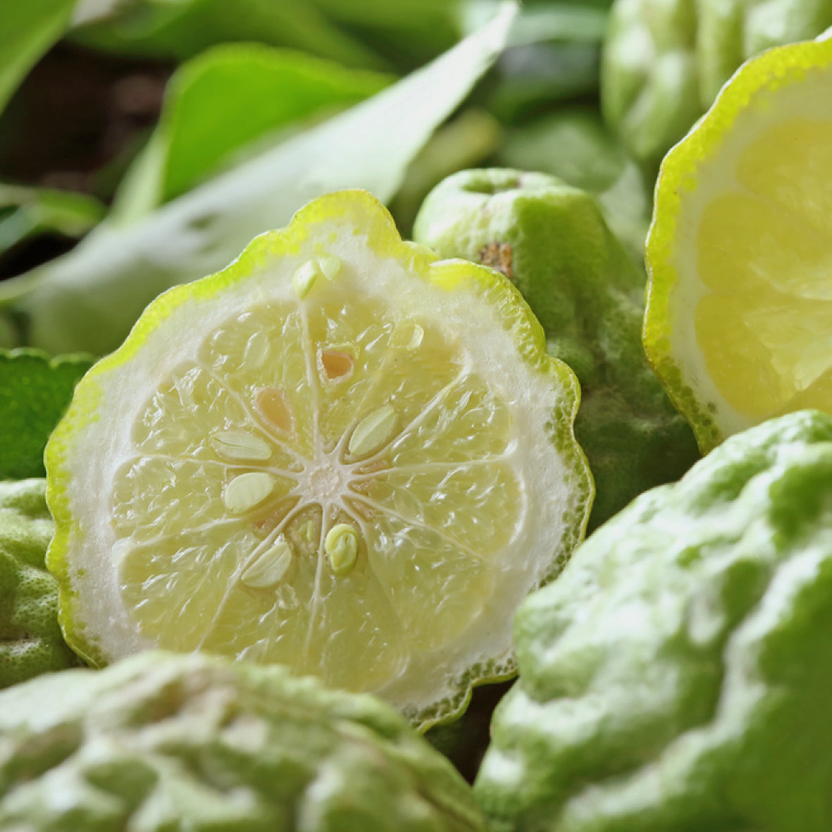 Bergamot Natural Pure Essential Oil (Bergaptene Free) 17ml