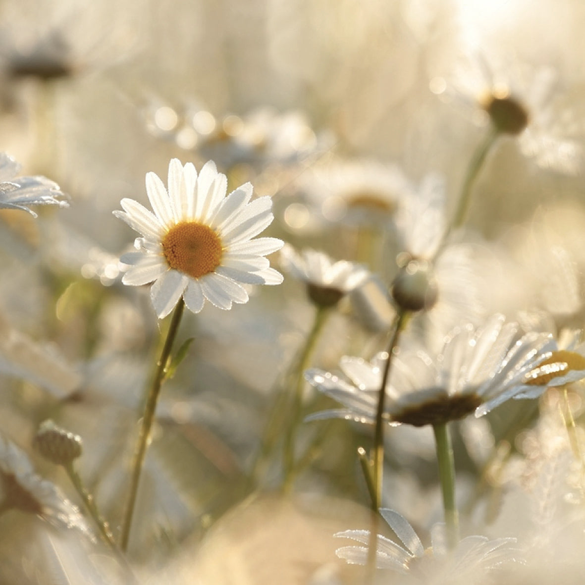 Chamomile (German) Natural Pure Essential Oil 17ml