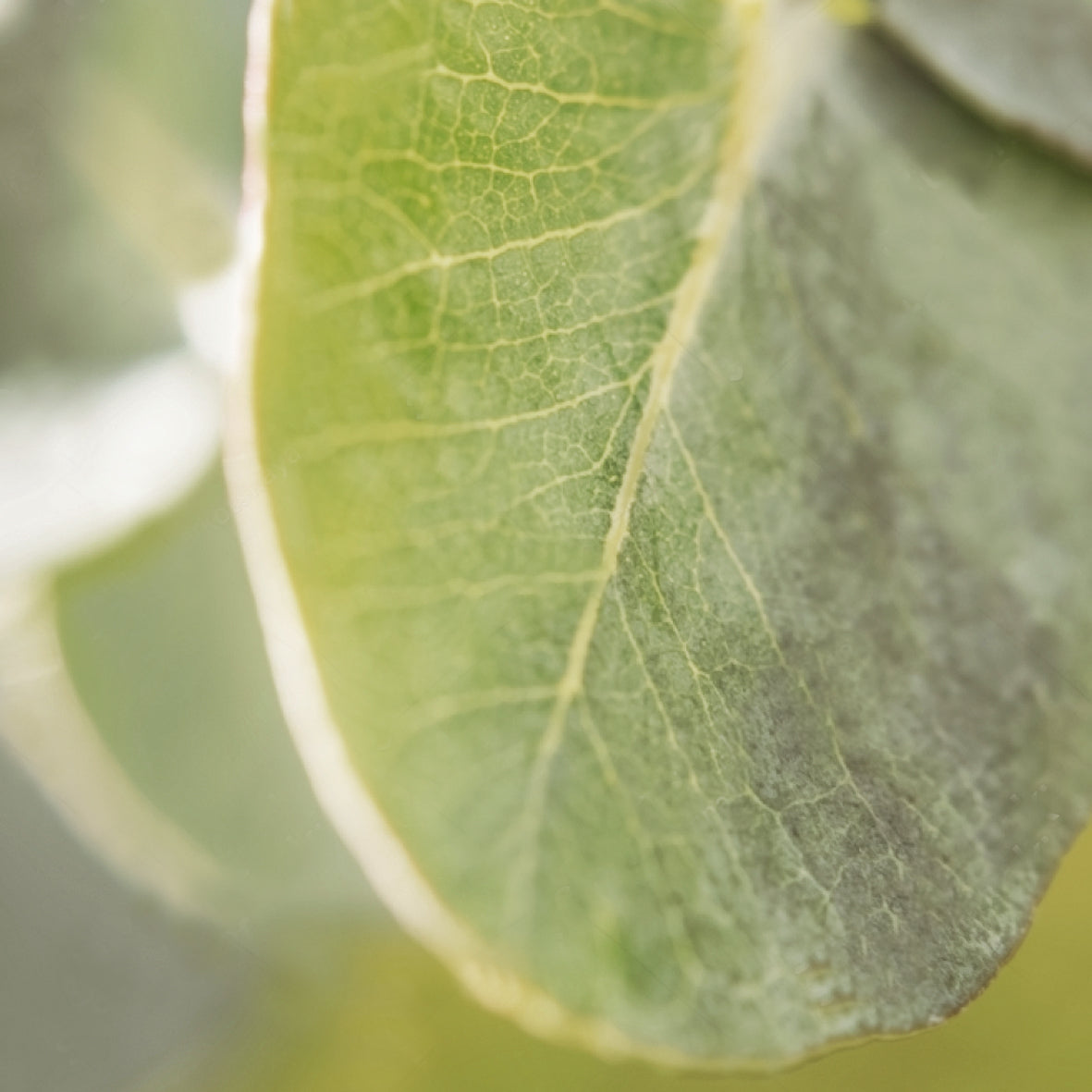 Eucalyptus Natural Pure Essential Oil 17ml