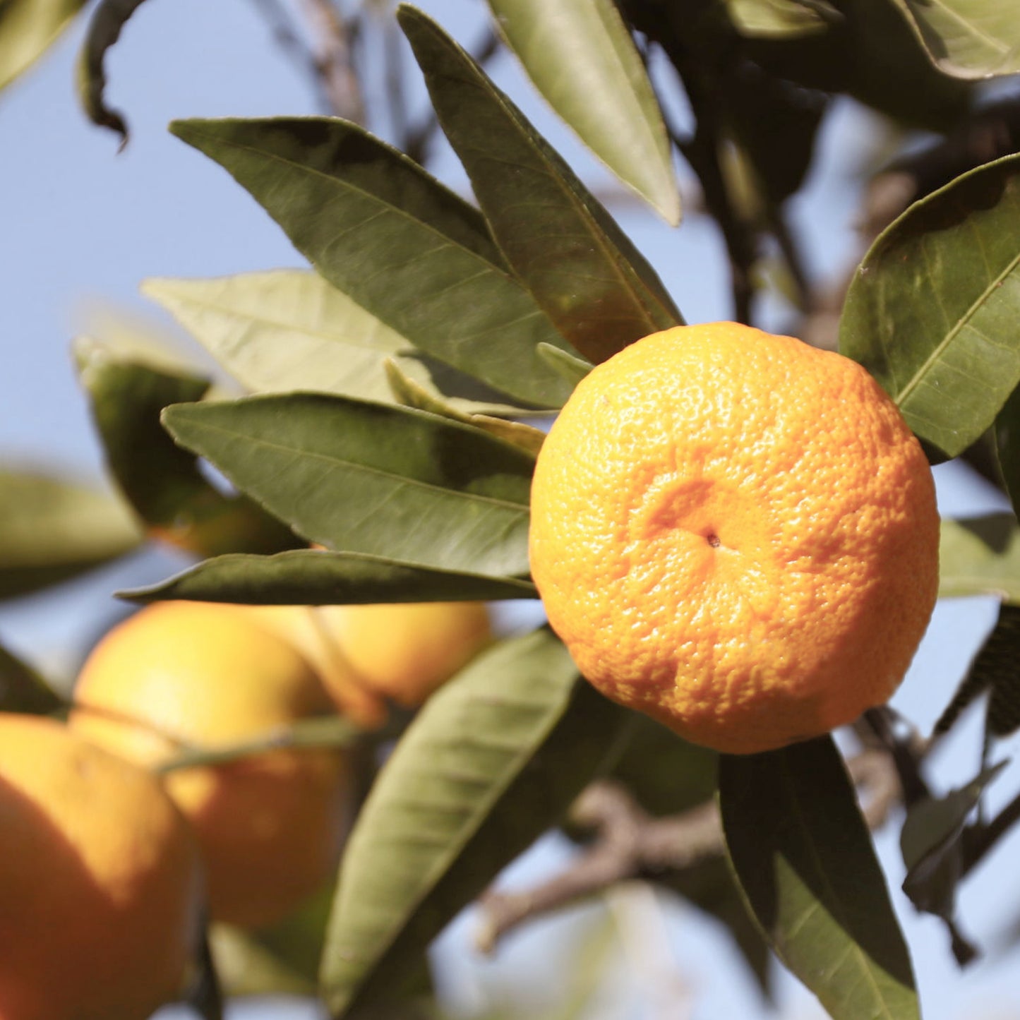 Mandarin Natural Pure Essential Oil 17ml