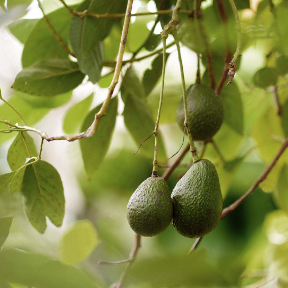 Natural Virgin Avocado Oil 100ml
