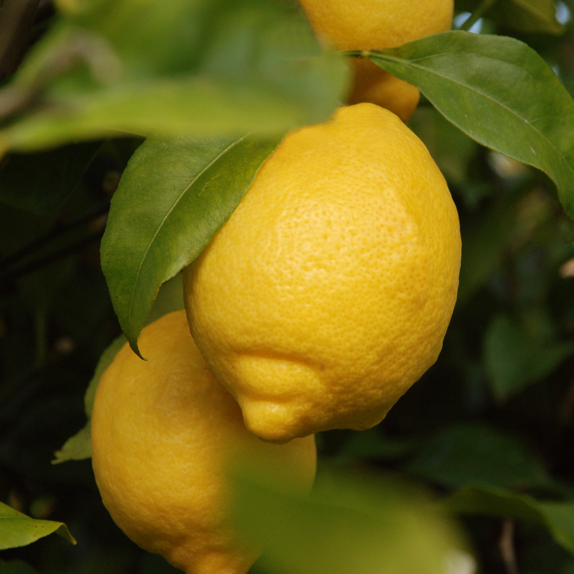 Lemon Natural Pure Essential Oil 15ml
