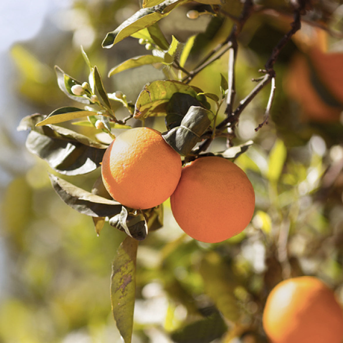 Orange Natural Pure Essential Oil 17ml