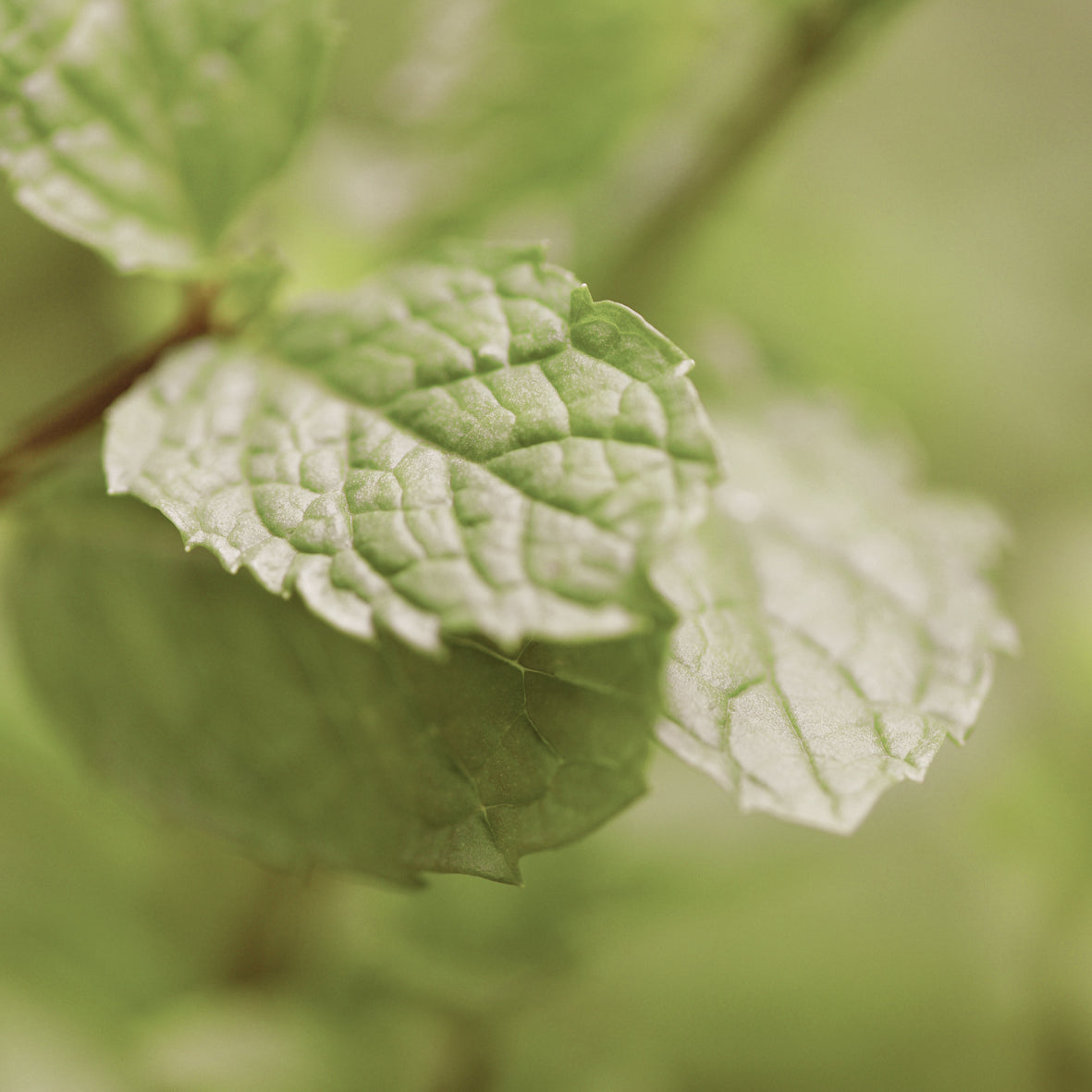 Peppermint Natural Pure Essential Oil 17ml