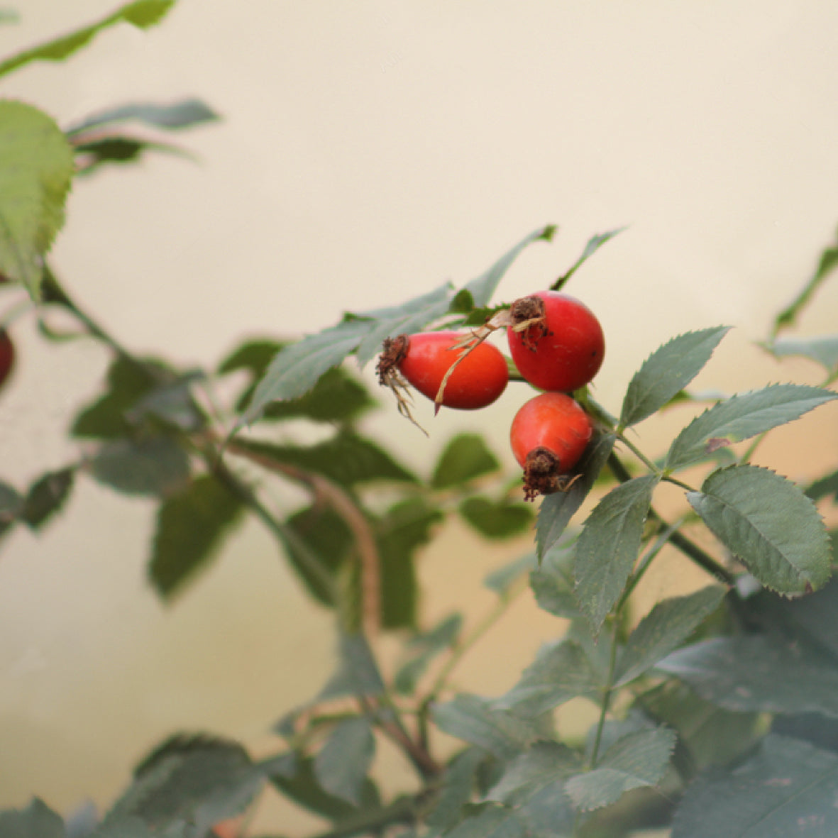 Organic Virgin Rosehip Oil 30ml