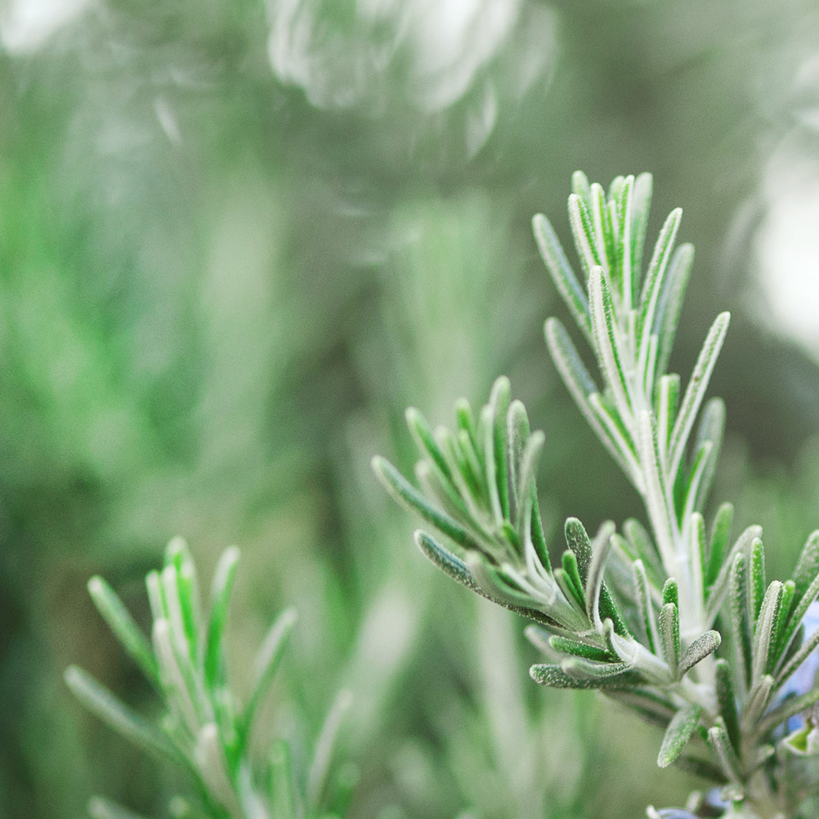 Rosemary Natural Pure Essential Oil 17ml